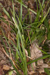 Calcium-hating sedge